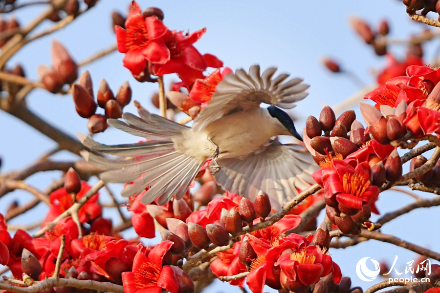 灰喜鵲在紅花間飛舞。人民網(wǎng)記者 陳博攝