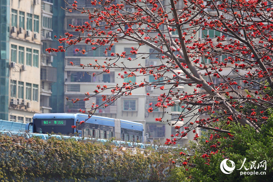 廈門蓮坂BRT與木棉花相伴。人民網(wǎng)記者 陳博攝