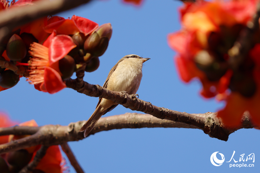 紅尾伯勞在木棉枝頭停留。人民網(wǎng)記者 陳博攝