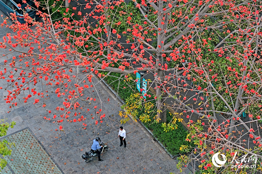 廈門瑞景木棉紅花爭奇斗艷。人民網(wǎng)記者 陳博攝