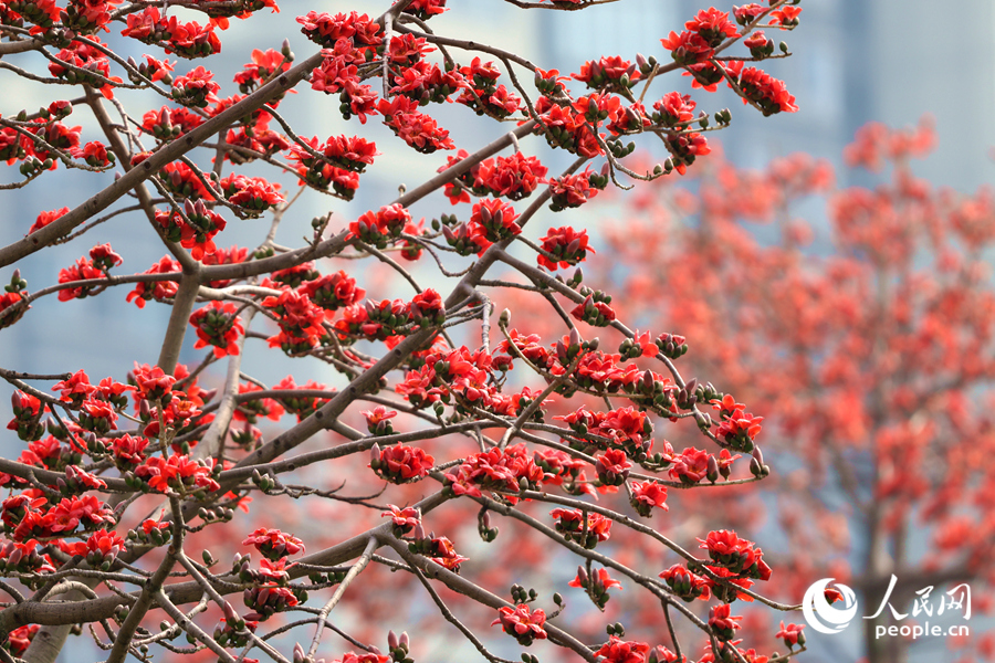 盛開的木棉花遠(yuǎn)觀燦若煙霞。人民網(wǎng)記者 陳博攝