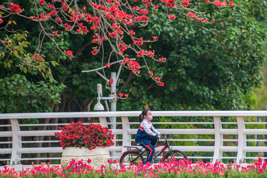 廈門筼筜湖畔，小女孩在木棉花枝下騎行。張瑜軍攝