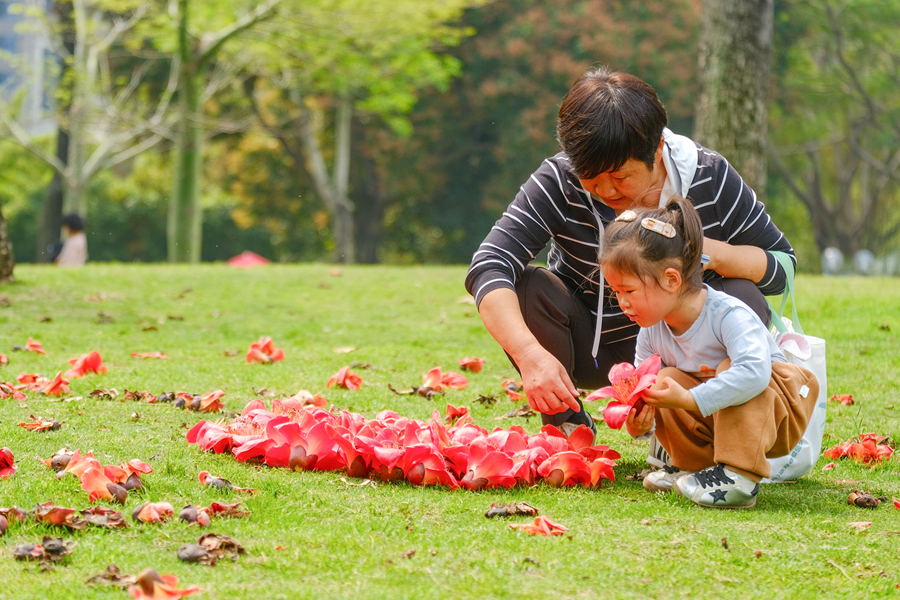 廈門南湖公園草地上，孩子撿拾落下的木棉花。林晞華攝