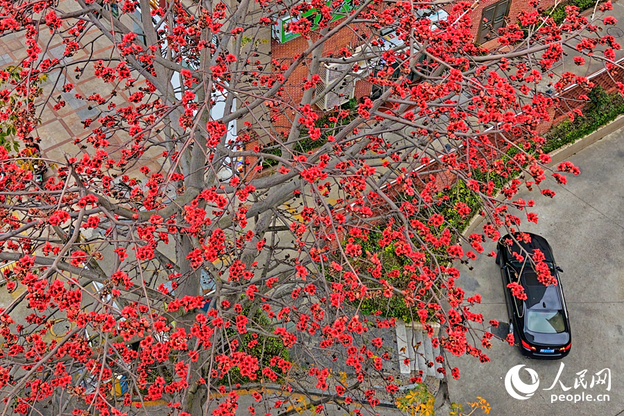 一抹抹鮮亮的紅色扮靚城市。人民網(wǎng)記者 陳博攝