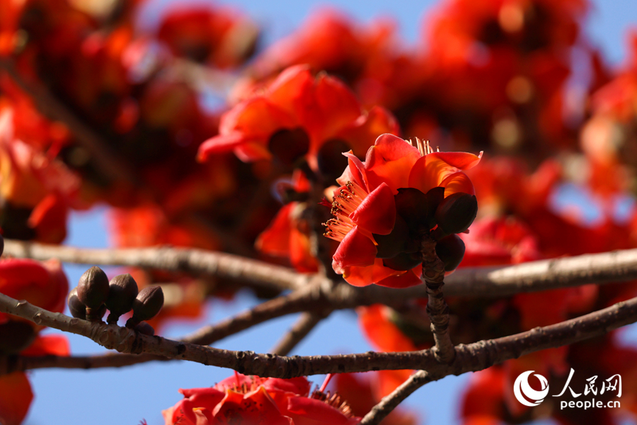 木棉火紅的花朵簇?fù)碇︻^。人民網(wǎng)記者 陳博攝