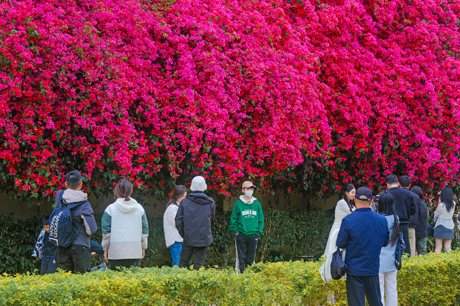 廈門集美九天湖畔的三角梅盛開。肖曉晶攝