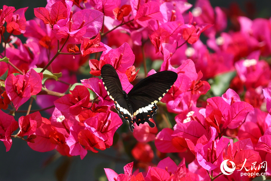 在廈門東山水庫(kù)，環(huán)廊兩側(cè)盛開的三角梅引來蝴蝶流連。人民網(wǎng)記者 陳博攝