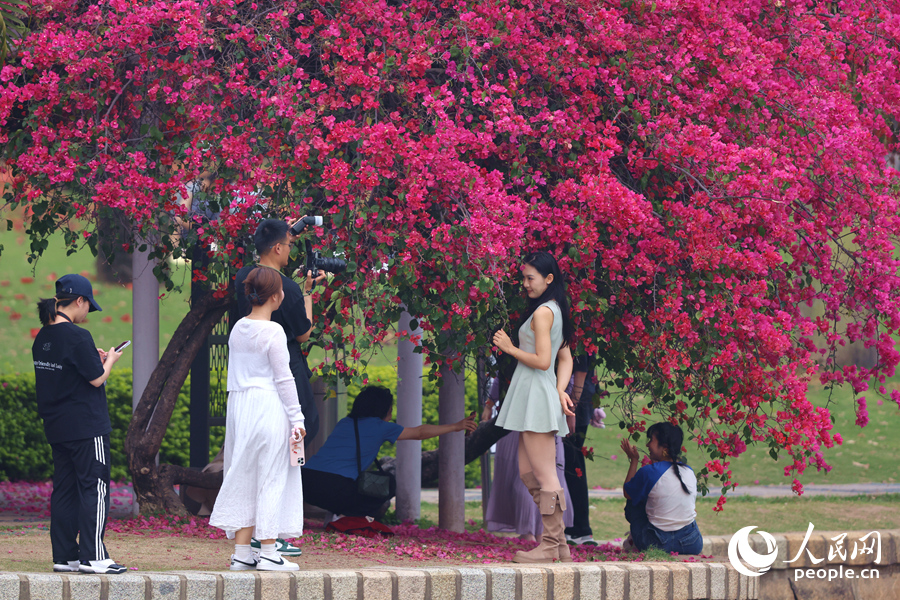 在廈門南湖公園，低垂的三角梅成為年輕人拍照的“打卡點(diǎn)”。人民網(wǎng)記者 陳博攝