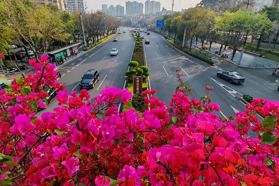 廈門濱湖北路的三角梅天橋。陳志強(qiáng)攝