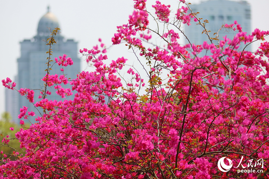 廈門筼筜湖畔的三角梅花盛開。人民網(wǎng)記者 陳博攝