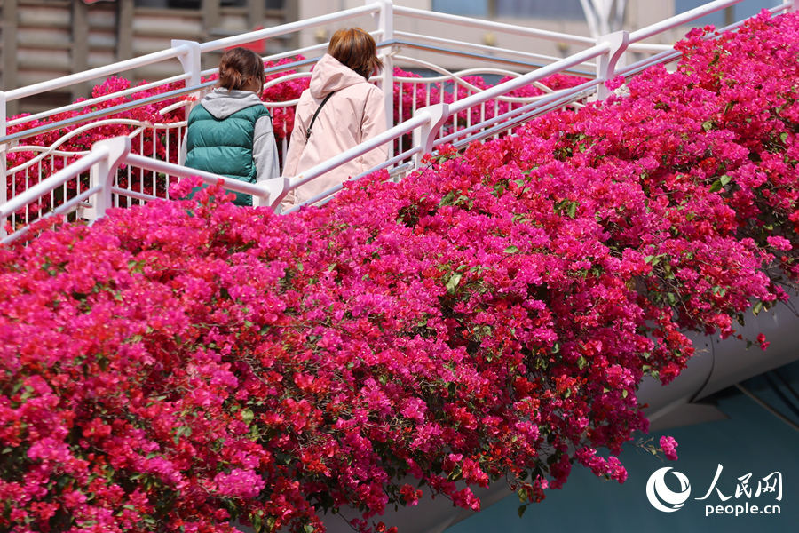 廈門湖濱北路天橋兩側(cè)的三角梅競(jìng)相綻放。人民網(wǎng)記者 陳博攝