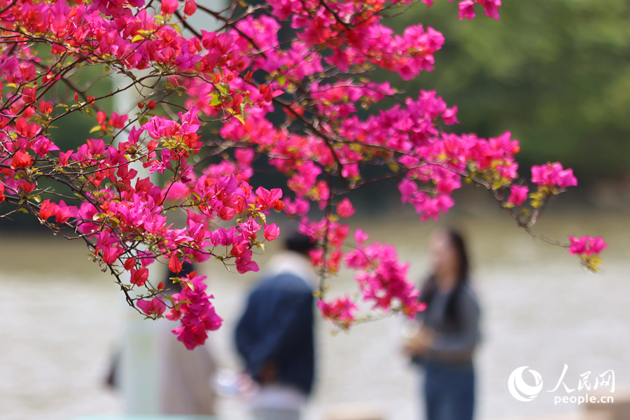 廈門隨處可見三角梅的身影。人民網(wǎng)記者 陳博攝