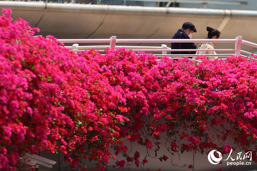 過往行人徜徉于三角梅花海之中。人民網(wǎng)記者 陳博攝