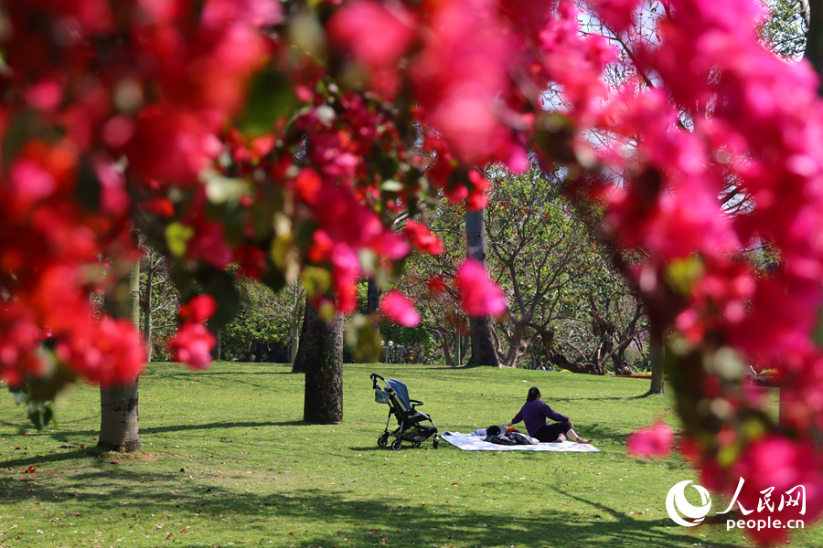 市民游客在公園中觀賞盛放的三角梅。人民網(wǎng)記者 陳博攝