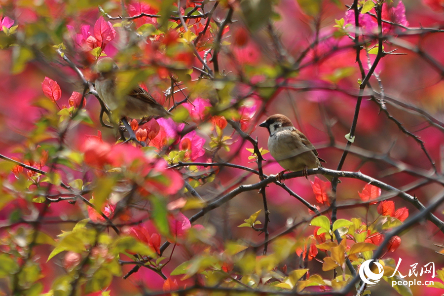 麻雀在三角梅花叢中停留。人民網(wǎng)記者 陳博攝