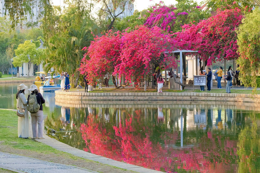 廈門南湖公園的三角梅與清澈池水交映成畫。林晞華攝