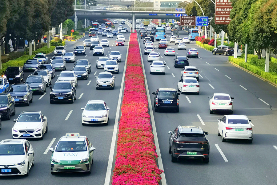 廈門湖濱西路種植的三角梅。林長(zhǎng)豐攝