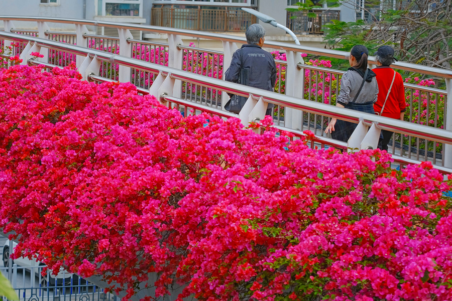 廈門湖濱東路天橋的三角梅。林晞華攝