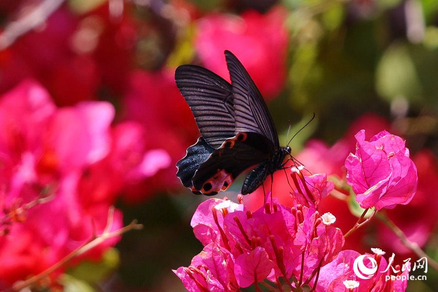 廈門上李水庫(kù)公園，蝴蝶在三角梅花朵上停留。人民網(wǎng)記者 陳博攝