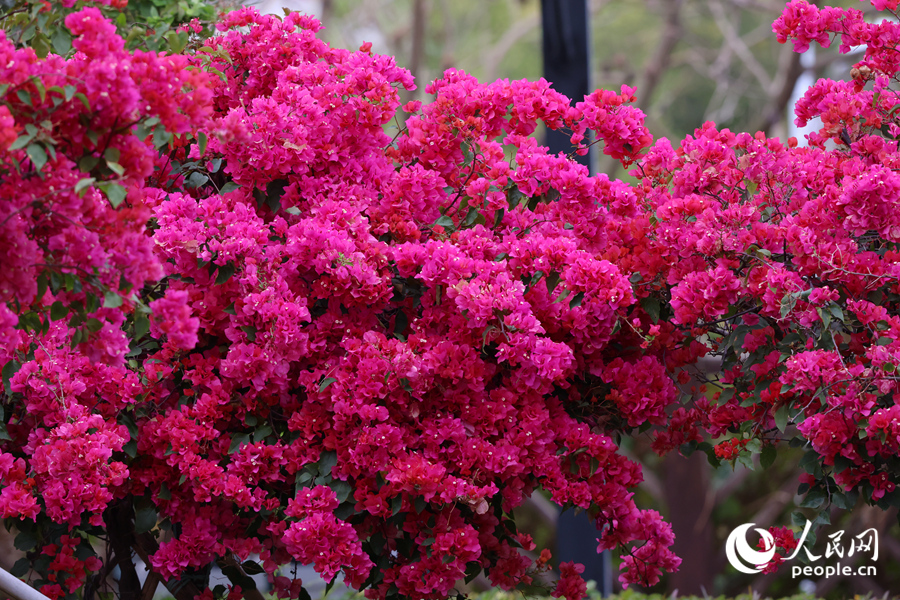 在廈門虎頭山公園，三角梅花朵簇?fù)碇︻^。人民網(wǎng)記者 陳博攝