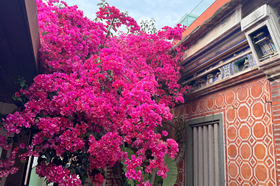 在廈門曾厝垵，三角梅從古厝小徑中綻放。肖曉晶攝