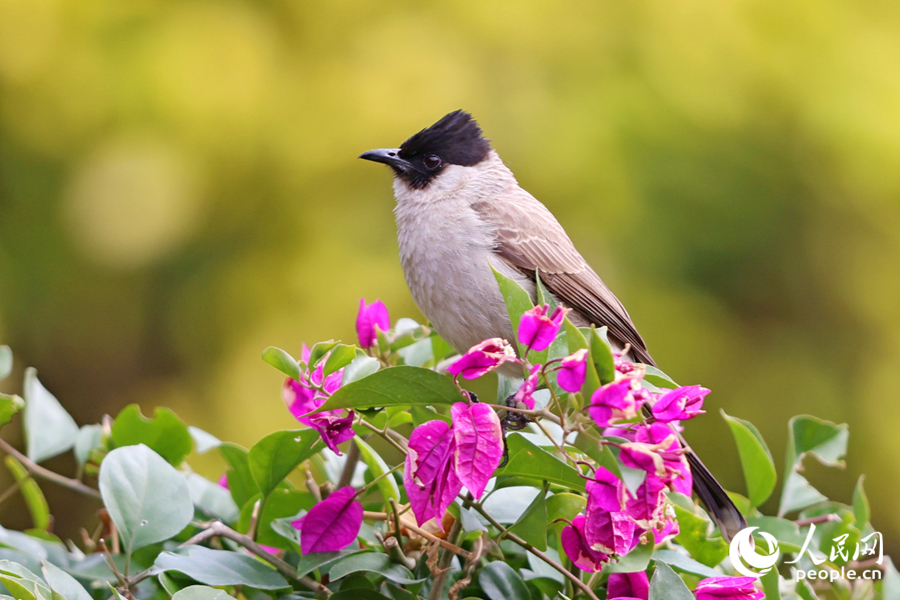 在廈門海灣公園，白喉紅臀鵯在三角梅花枝上停留。人民網(wǎng)記者 陳博攝