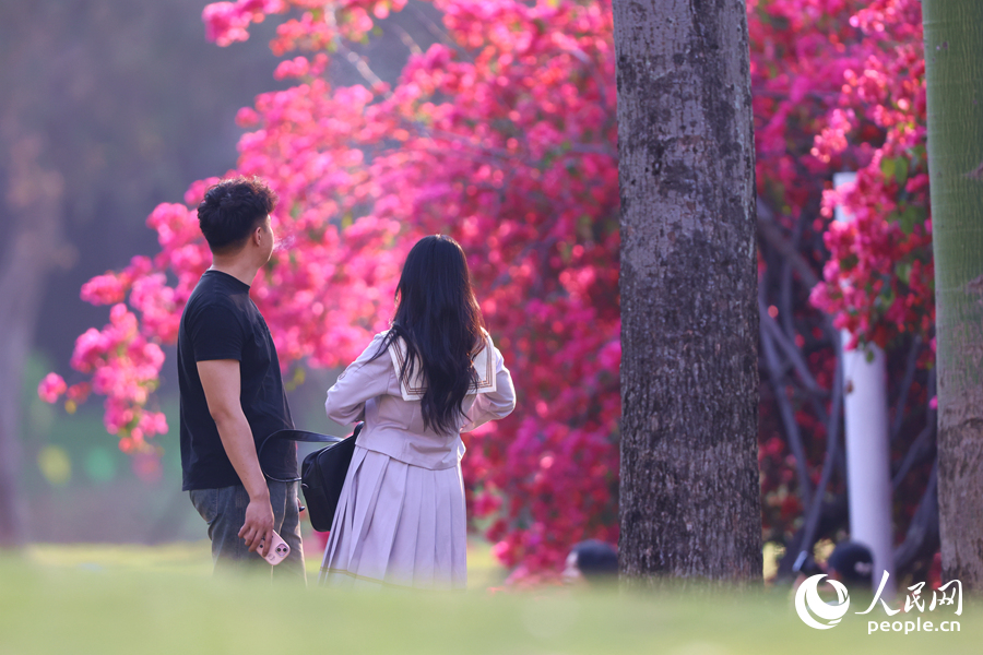 陽光下的三角梅顯得格外美麗。人民網(wǎng)記者 陳博攝