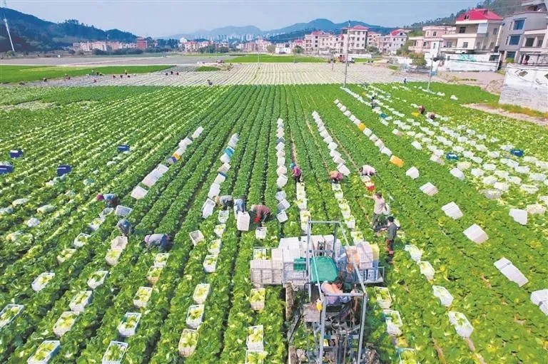 黃塘溪沿線高標(biāo)準(zhǔn)農(nóng)田一隅?；莅部h自然資源局供圖