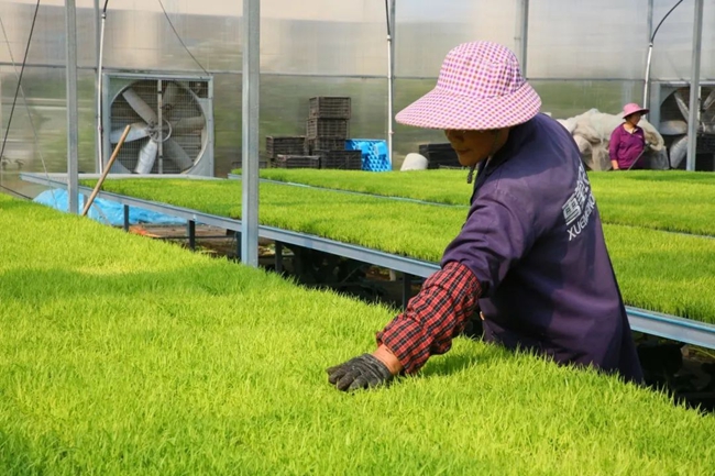 智能恒溫大棚內(nèi)，數(shù)千盤水稻秧苗整齊排列，生長(zhǎng)良好