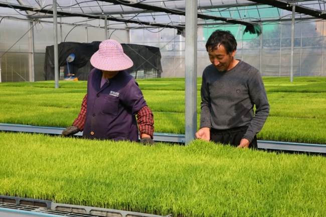 查看秧苗長(zhǎng)勢(shì)