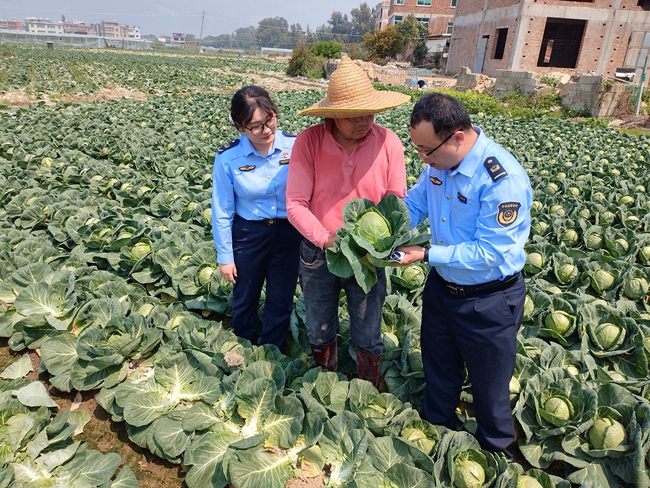 為滯銷蔬菜開辟快速通道。翔安區(qū)市場監(jiān)管局供圖
