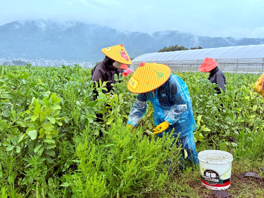 農(nóng)戶采收蠶豆