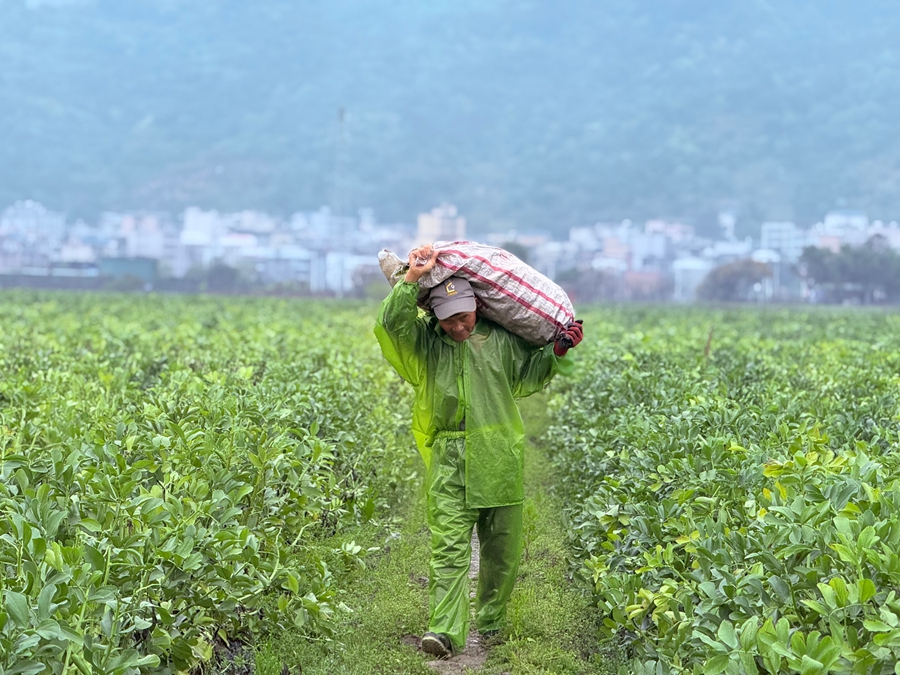 農(nóng)戶采收蠶豆