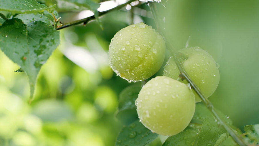 到了收獲季節(jié)，梅果掛滿枝頭。永泰縣委宣傳部供圖