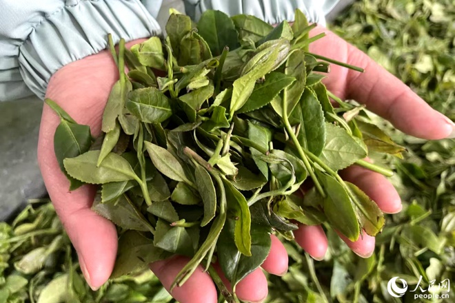 制作正山小種所用的茶青。人民網(wǎng)記者 林盈攝