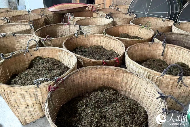 發(fā)酵中的正山小種。人民網(wǎng)記者 林盈攝