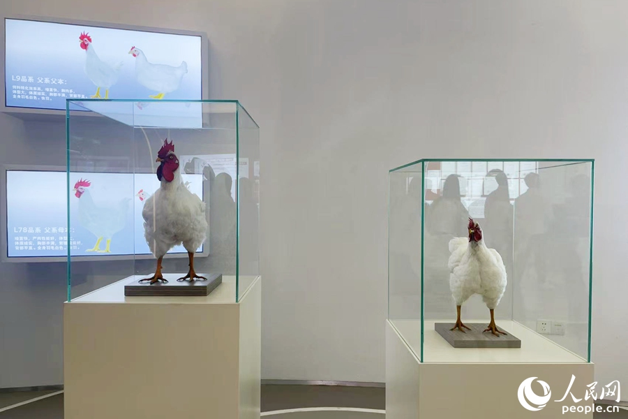 圣農(nóng)集團白羽雞品系模型。人民網(wǎng)記者 林盈攝