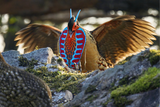 黃腹角雉。黃慧敏攝