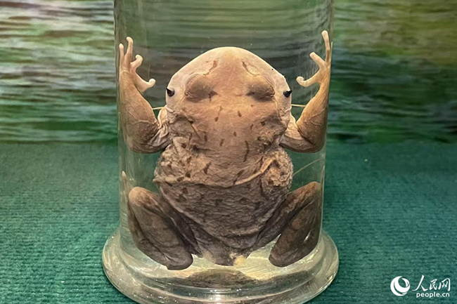 崇安髭蟾。人民網(wǎng)記者 林盈攝