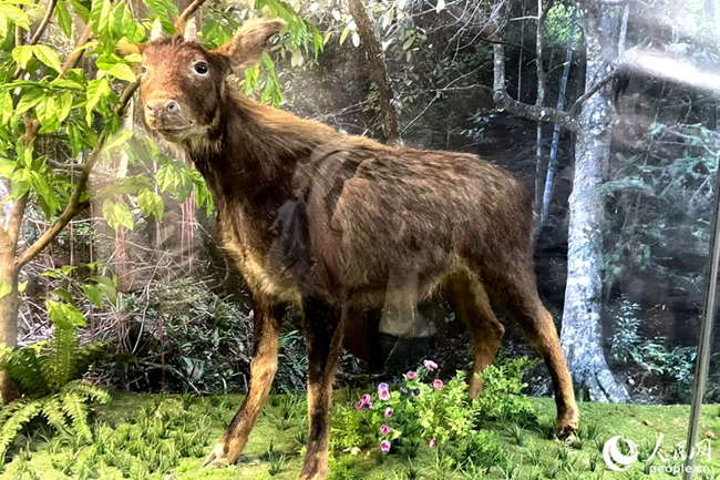 蘇門羚。人民網(wǎng)記者 林盈攝