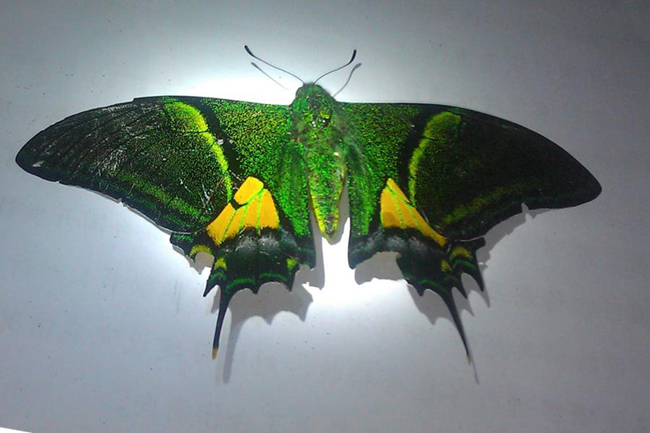 金斑喙鳳蝶。徐自坤攝