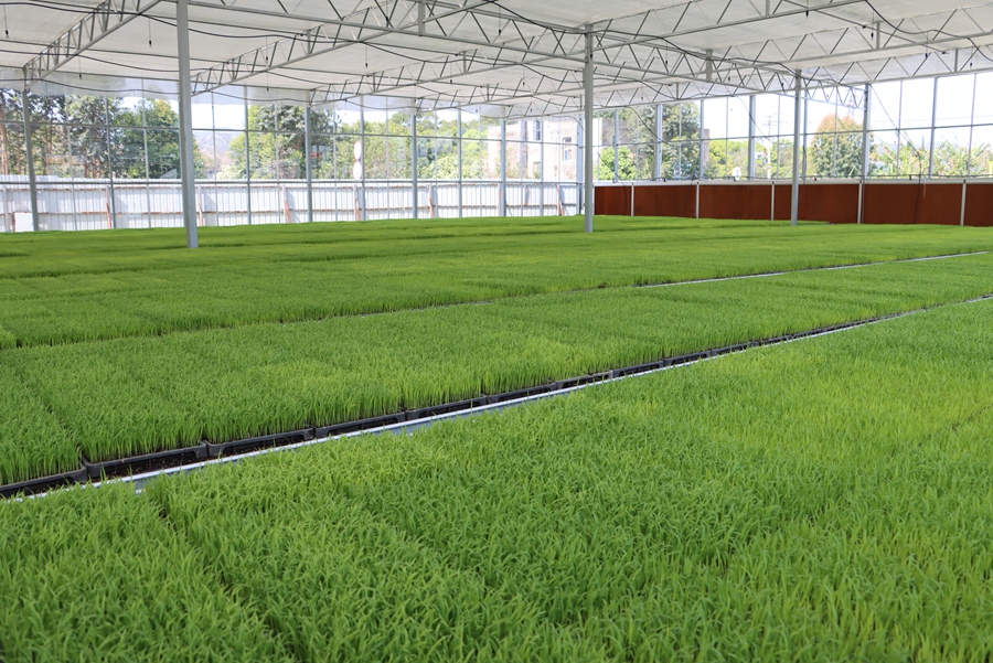 水稻種植區(qū)域