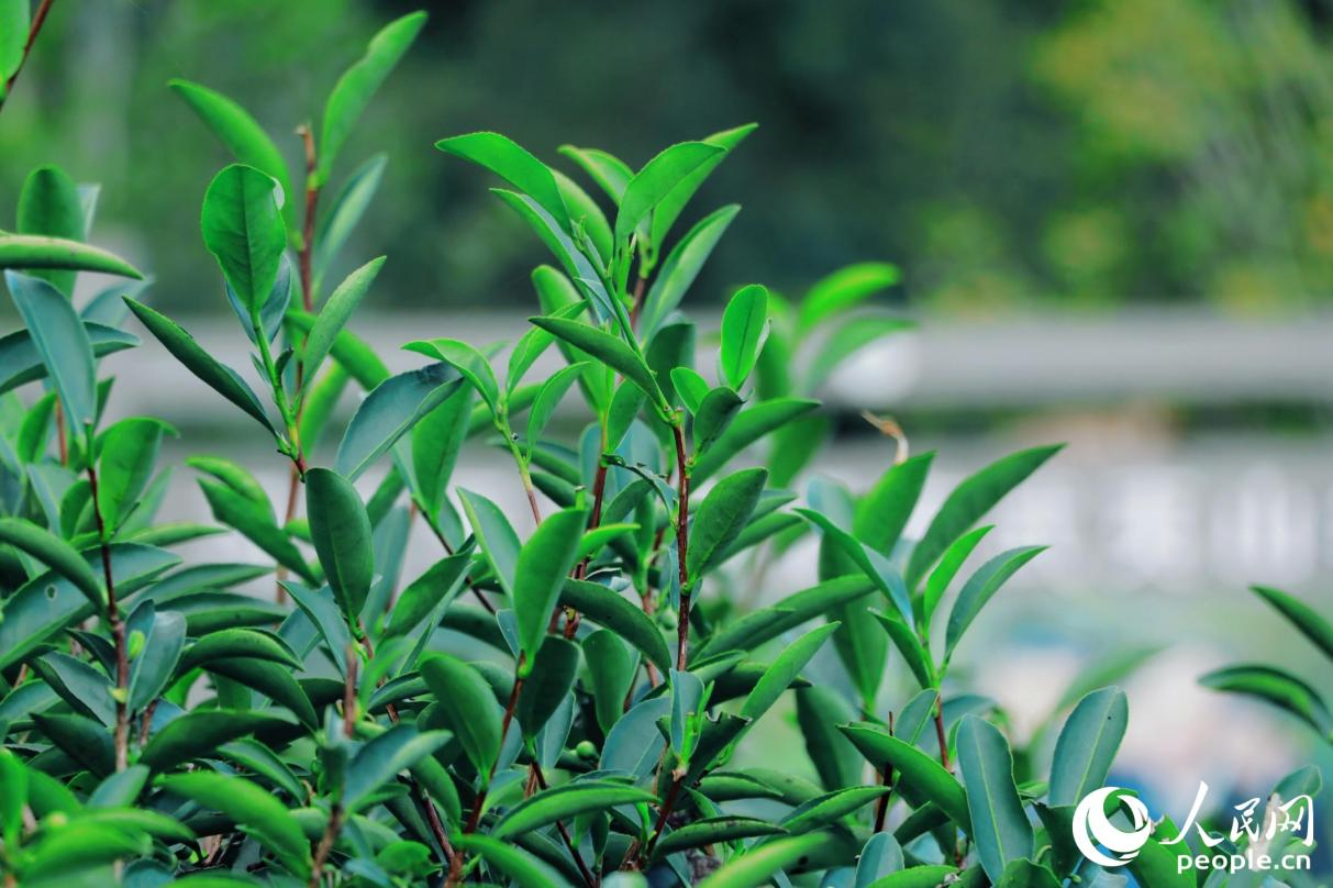 武夷山市星村鎮(zhèn)燕子窠生態(tài)茶園內(nèi)，茶芽擠滿茶樹梢頭。人民網(wǎng) 李唯一攝