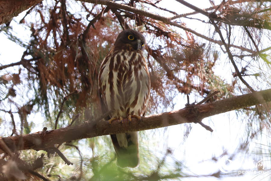 國(guó)家二級(jí)保護(hù)鳥類北鷹鸮在廈門虎頭山公園現(xiàn)身。人民網(wǎng)記者 陳博攝