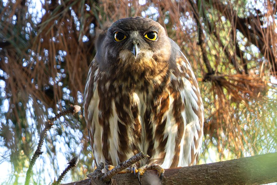 北鷹鸮有著大大的眼睛，虹膜為亮黃色，無(wú)顯著面盤和翎領(lǐng)。曾協(xié)攝