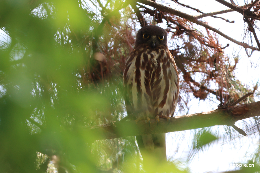 站在松樹枝頭的北鷹鸮。人民網(wǎng)記者 陳博攝