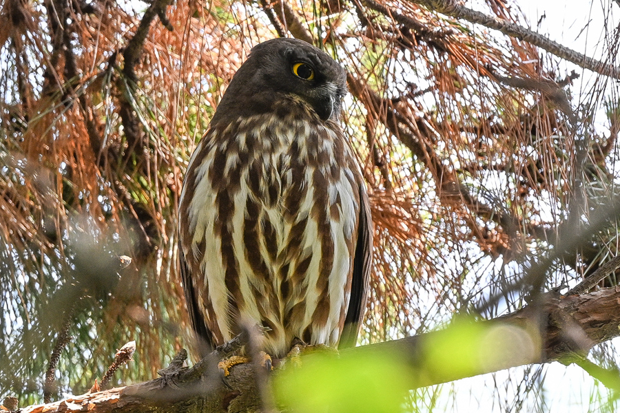 北鷹鸮居高臨下，俯瞰山林中的風(fēng)吹草動(dòng)。程一桓攝