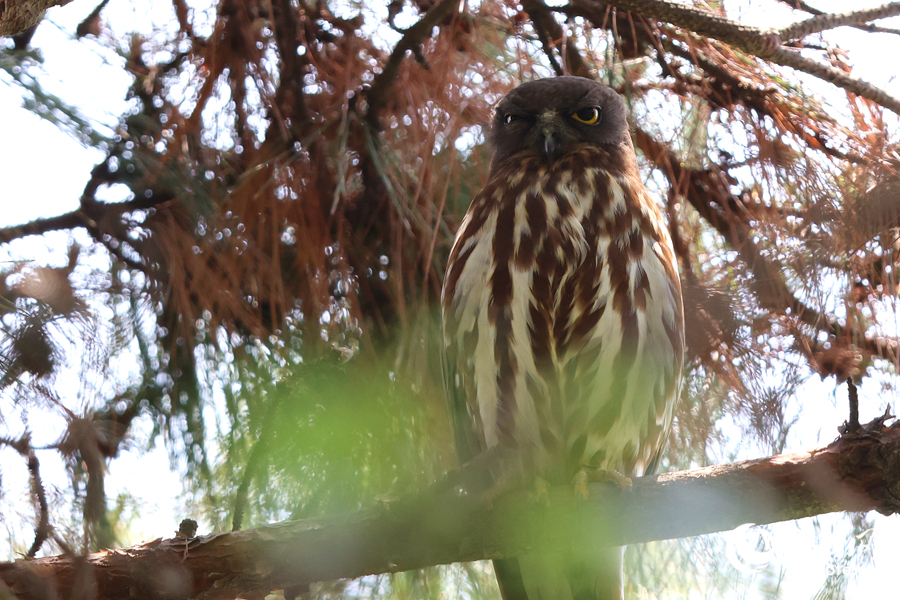 不同于國(guó)內(nèi)大部分種類的貓頭鷹，北鷹鸮主食昆蟲而非鼠類。人民網(wǎng)記者 陳博攝