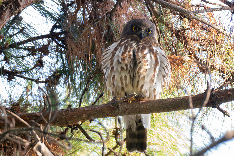 梳理羽毛的北鷹鸮。周志強(qiáng)攝
