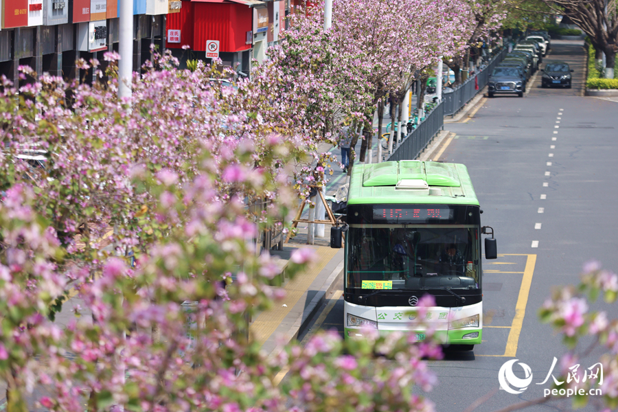 公交車駛過開滿宮粉羊蹄甲的道路。人民網(wǎng)記者 陳博攝